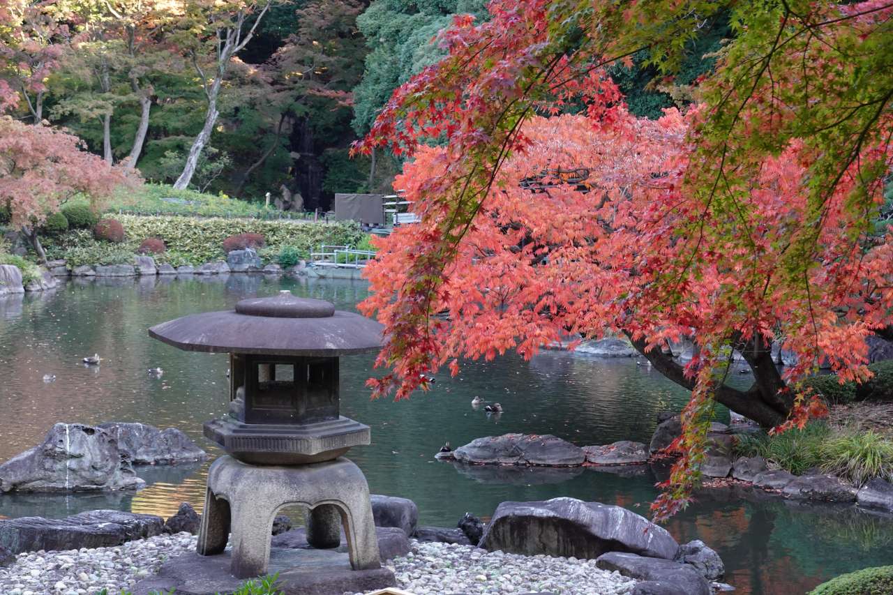旧古河庭園251116紅葉・ハゼノキ雪見灯籠