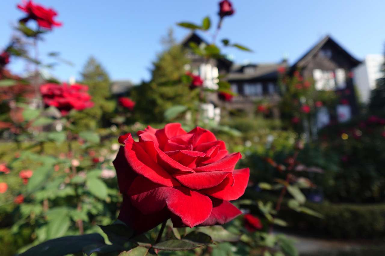 旧古河庭園251117バルカロール