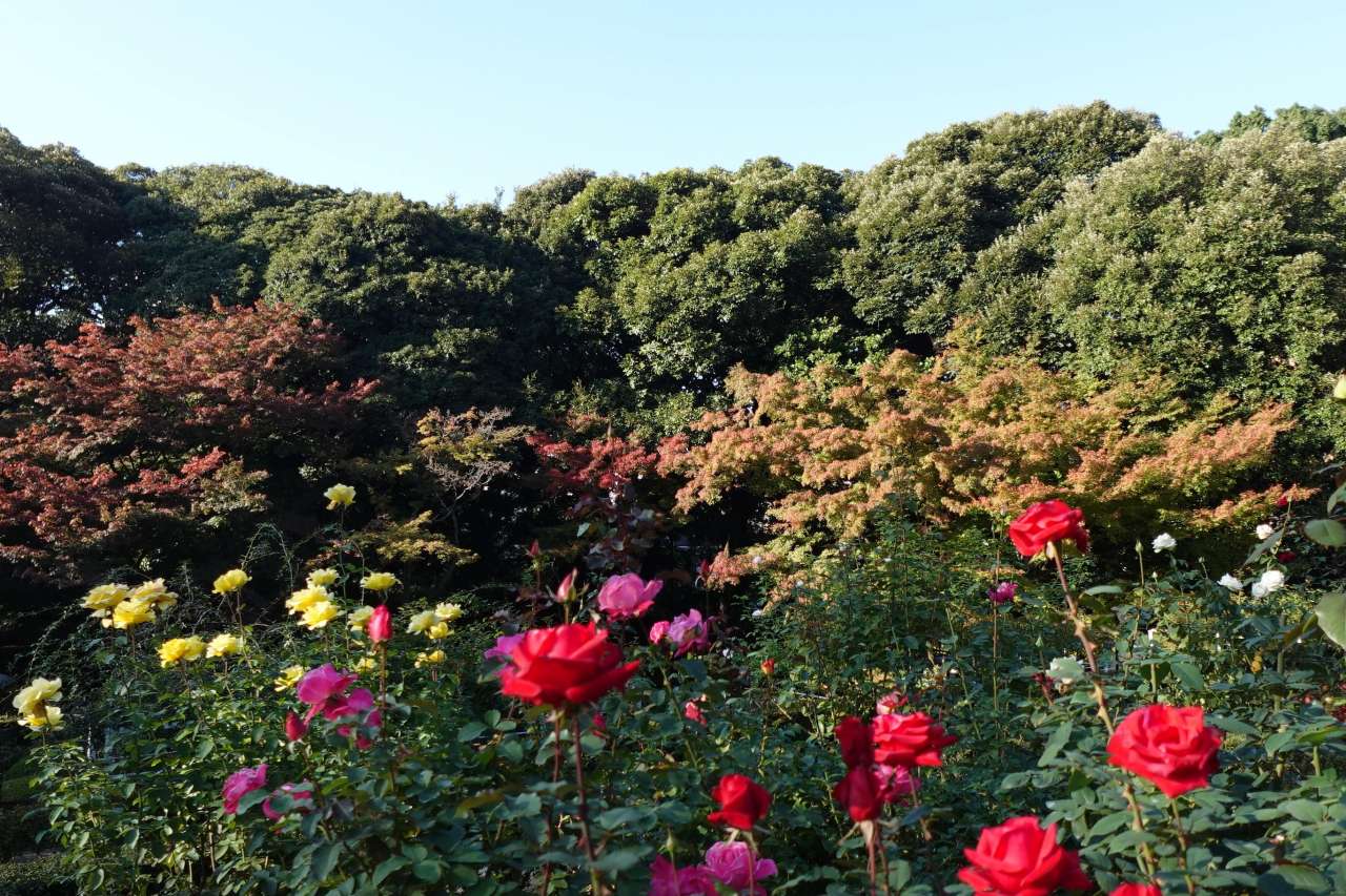 旧古河庭園251117紅葉とバラ園 (2)