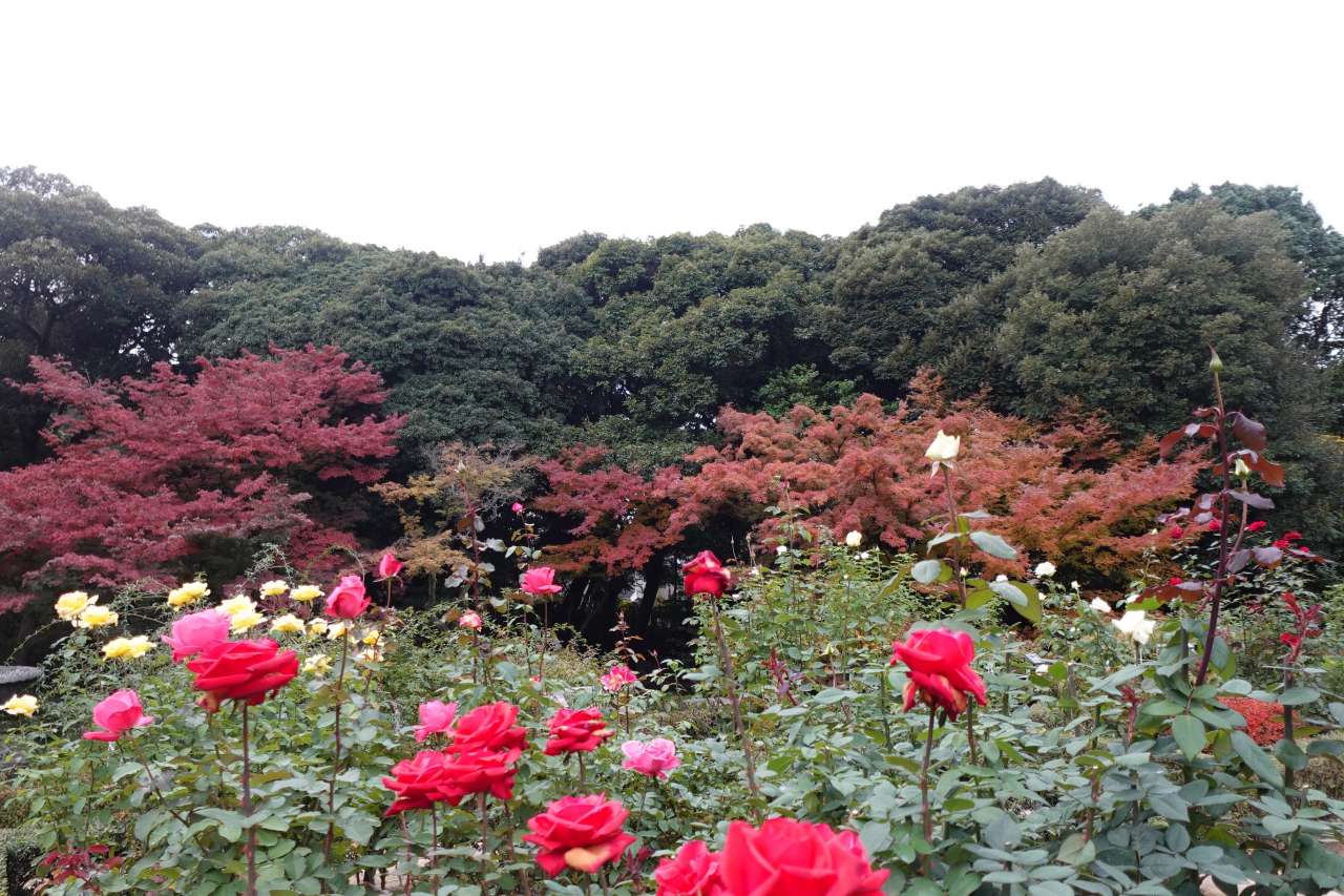 旧古河庭園251125バラと紅葉 (2)