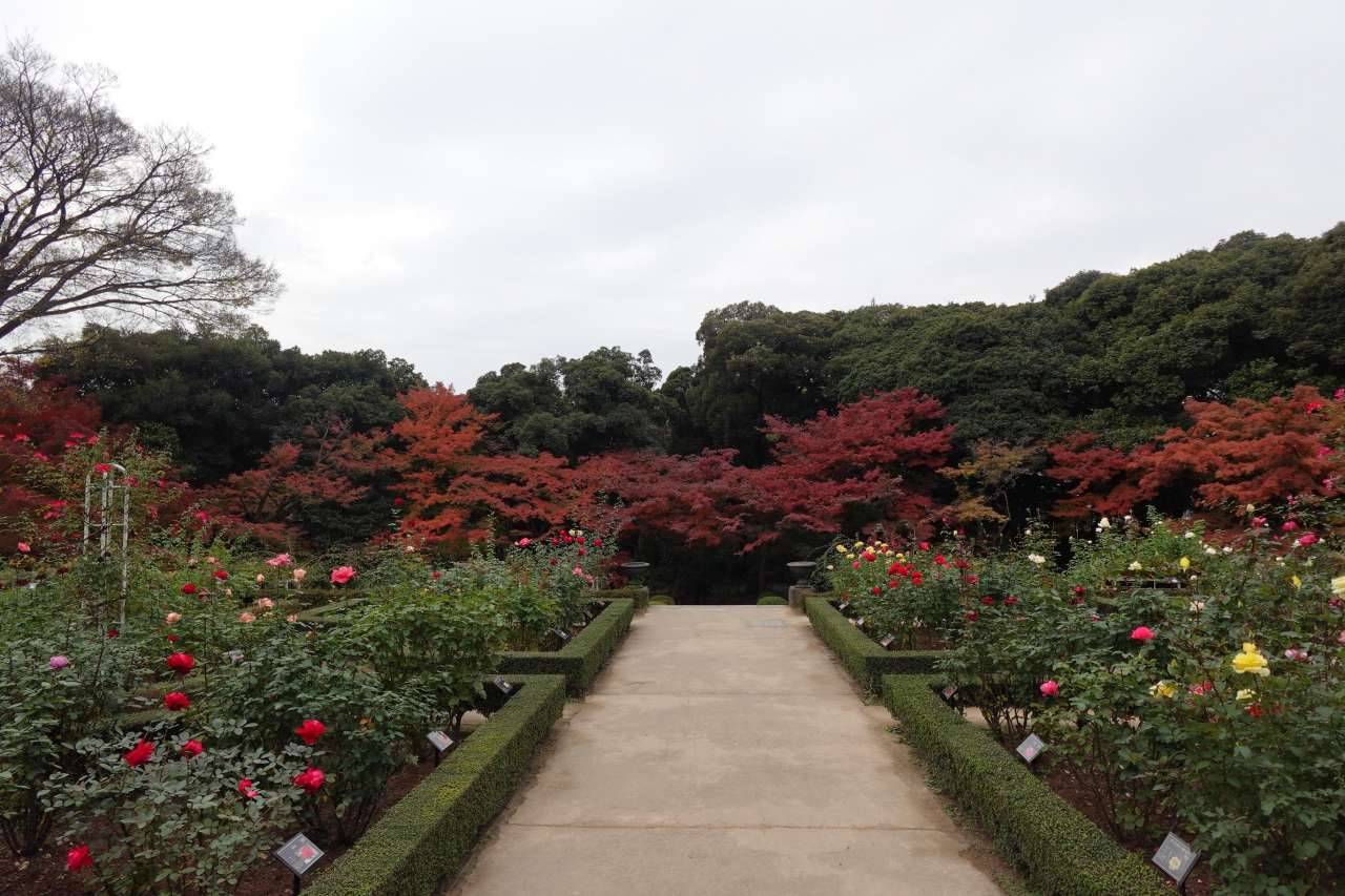 旧古河庭園251125バラと紅葉