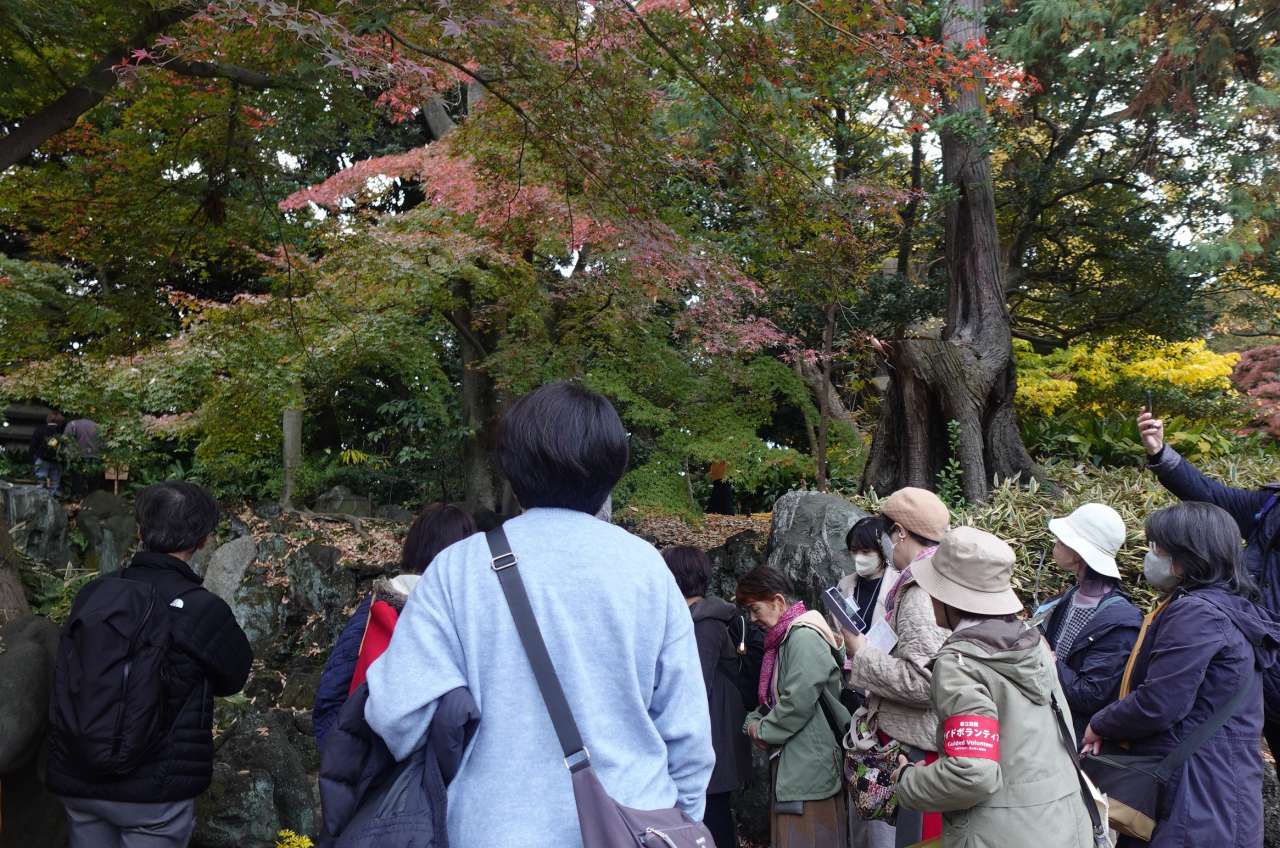 旧古河庭園251125庭園ガイド (2)