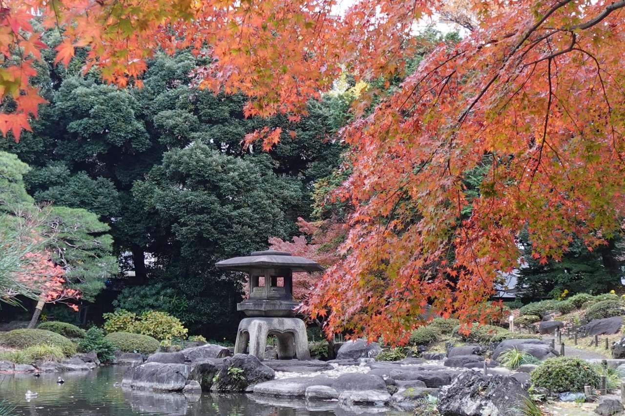 旧古河庭園251125日本庭園 (5)