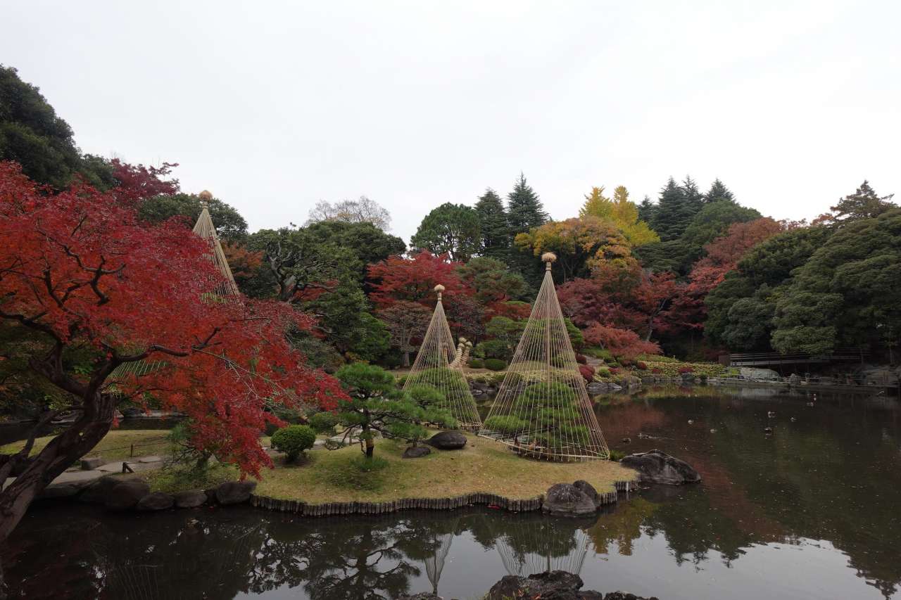 旧古河庭園251125日本庭園 (6)