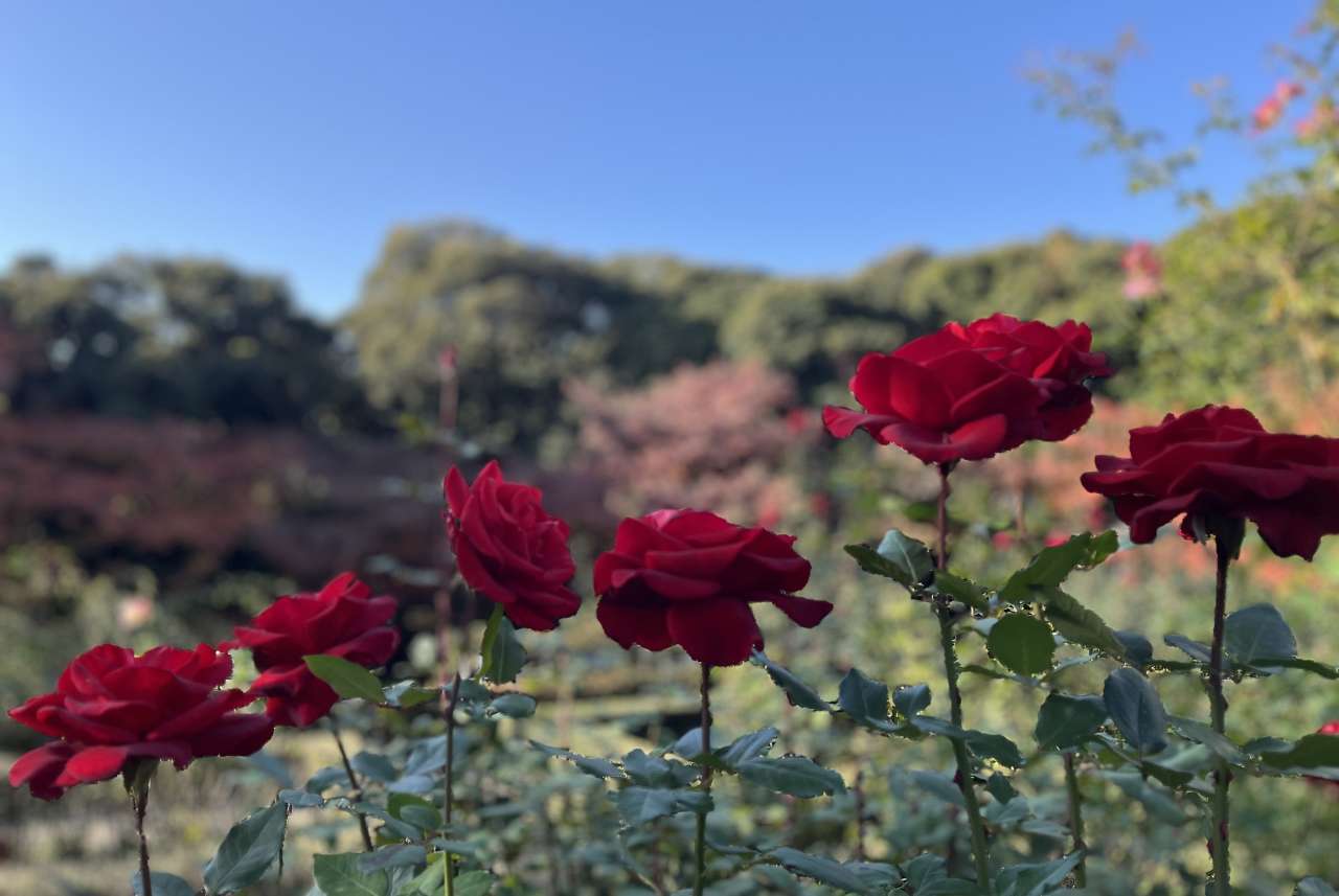 旧古河庭園251130メリナ - コピー