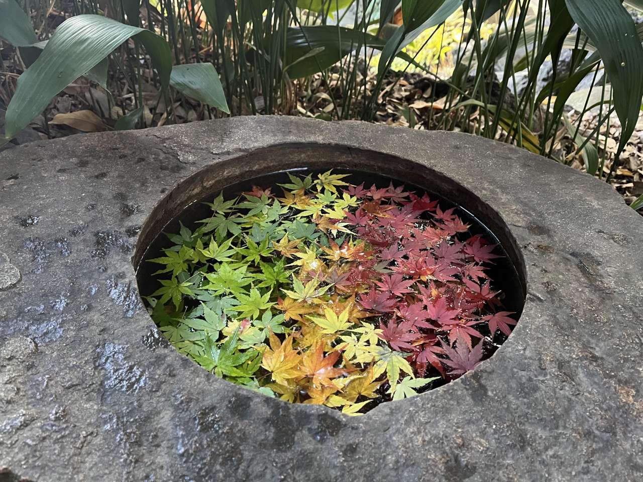 旧古河庭園251201手水鉢 (1)