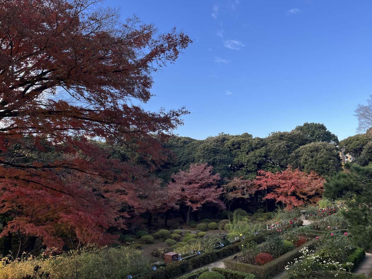 旧古河庭園251201紅葉とバラ園
