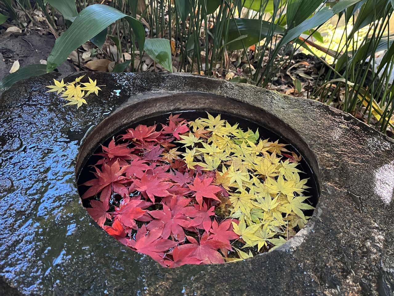 旧古河庭園251204手水鉢 (2)