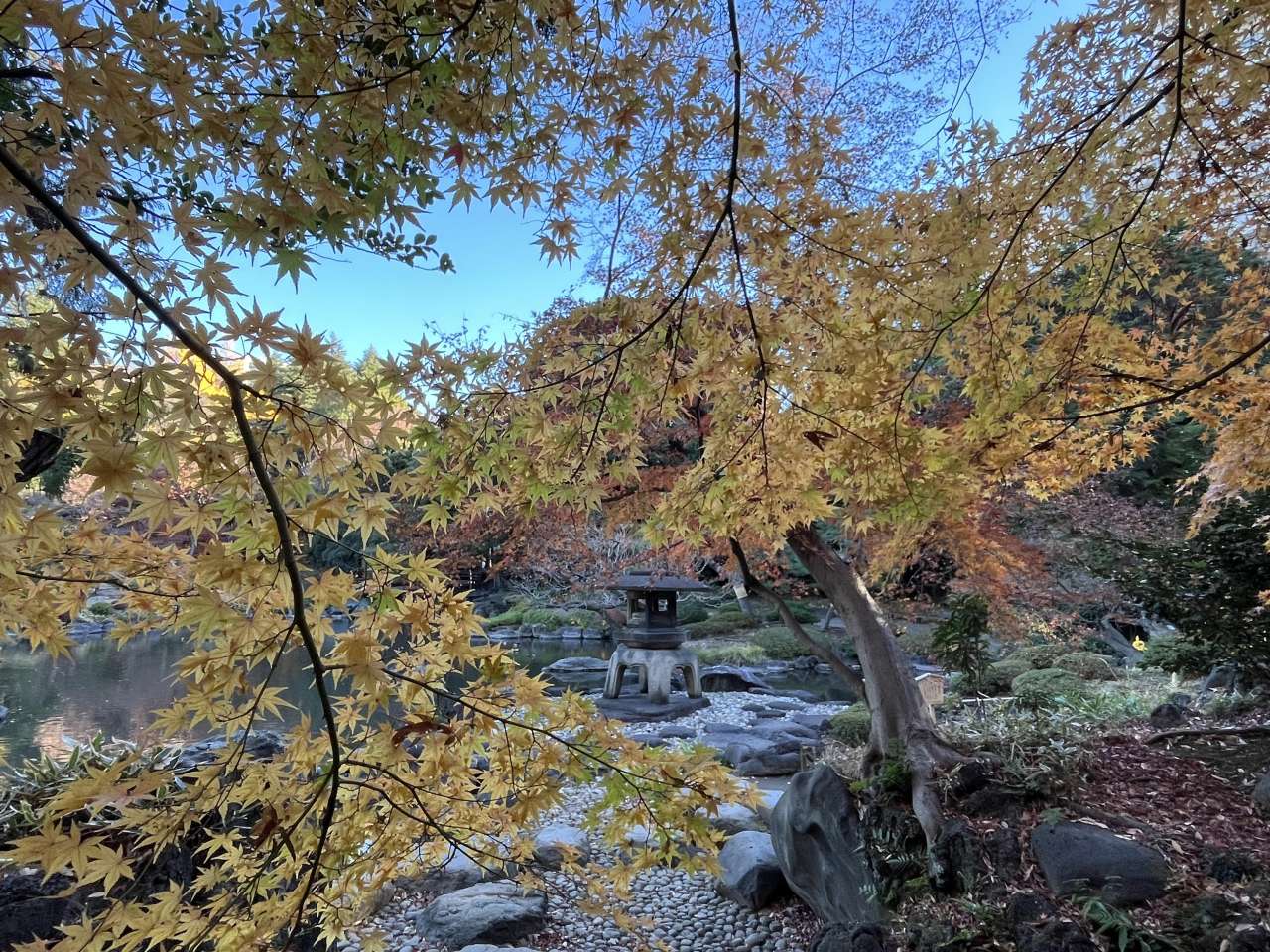 旧古河庭園251204日本庭園 (3)