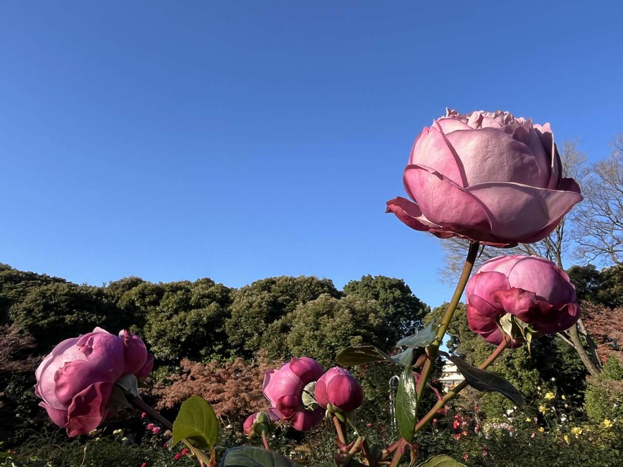 旧古河庭園251208カインダブルー