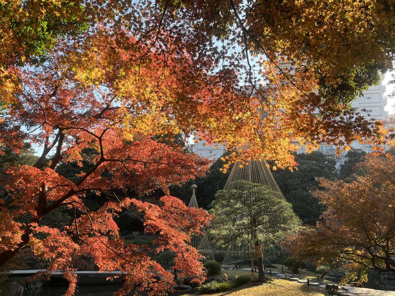 旧古河庭園251208日本庭園 (1)