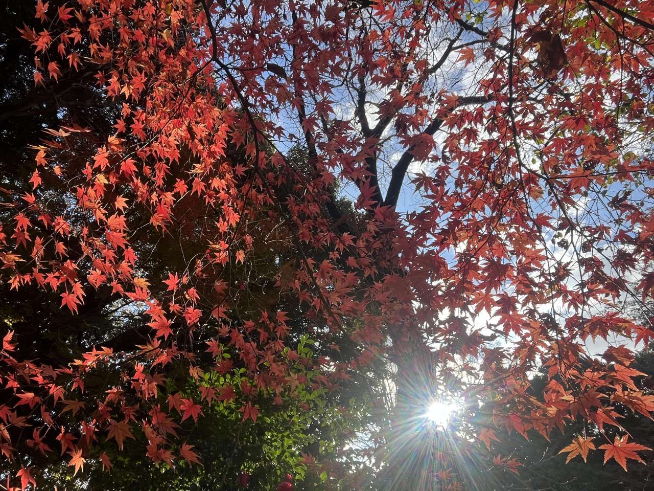 旧古河庭園251209モミジ