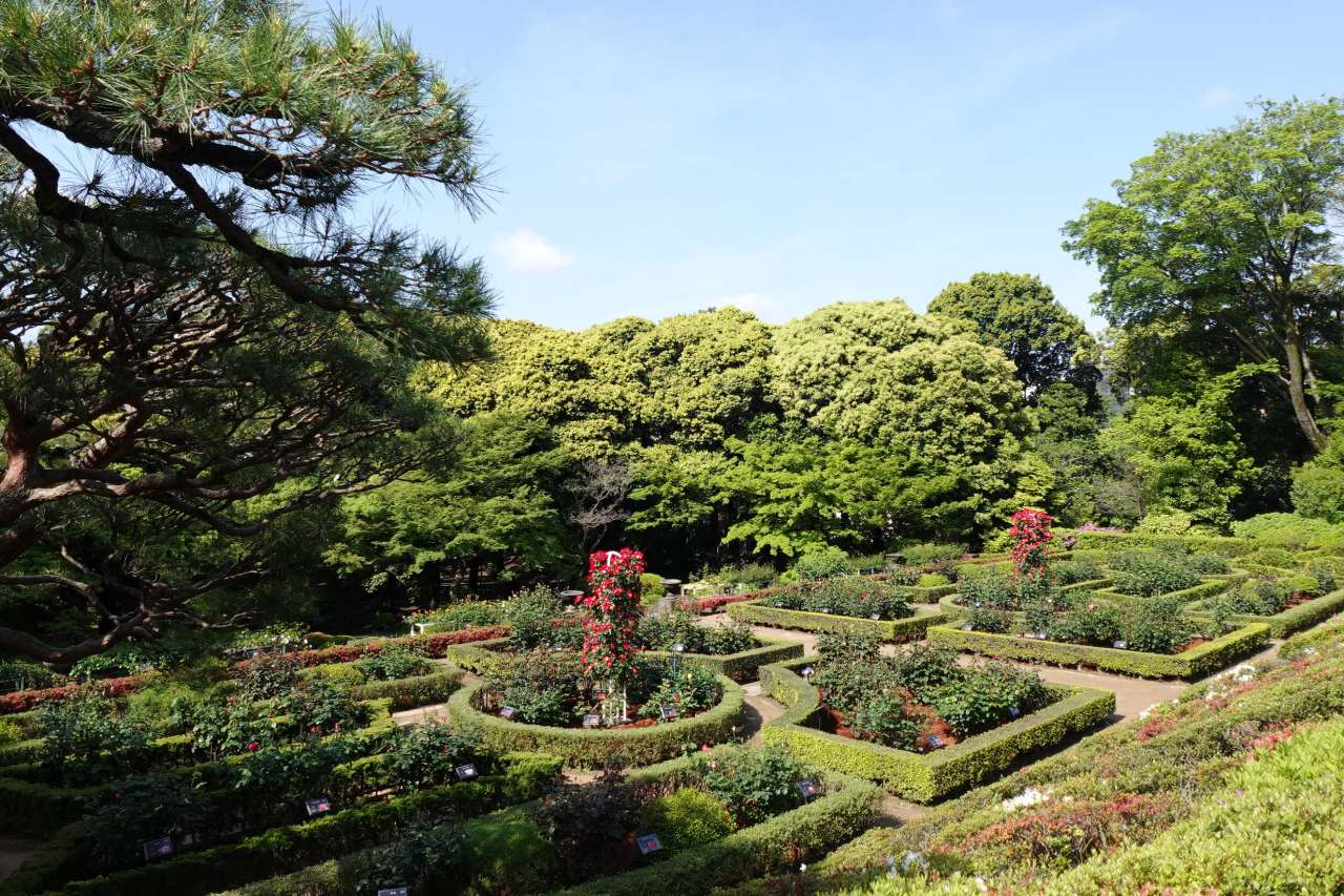 旧古河庭園260428バラ園