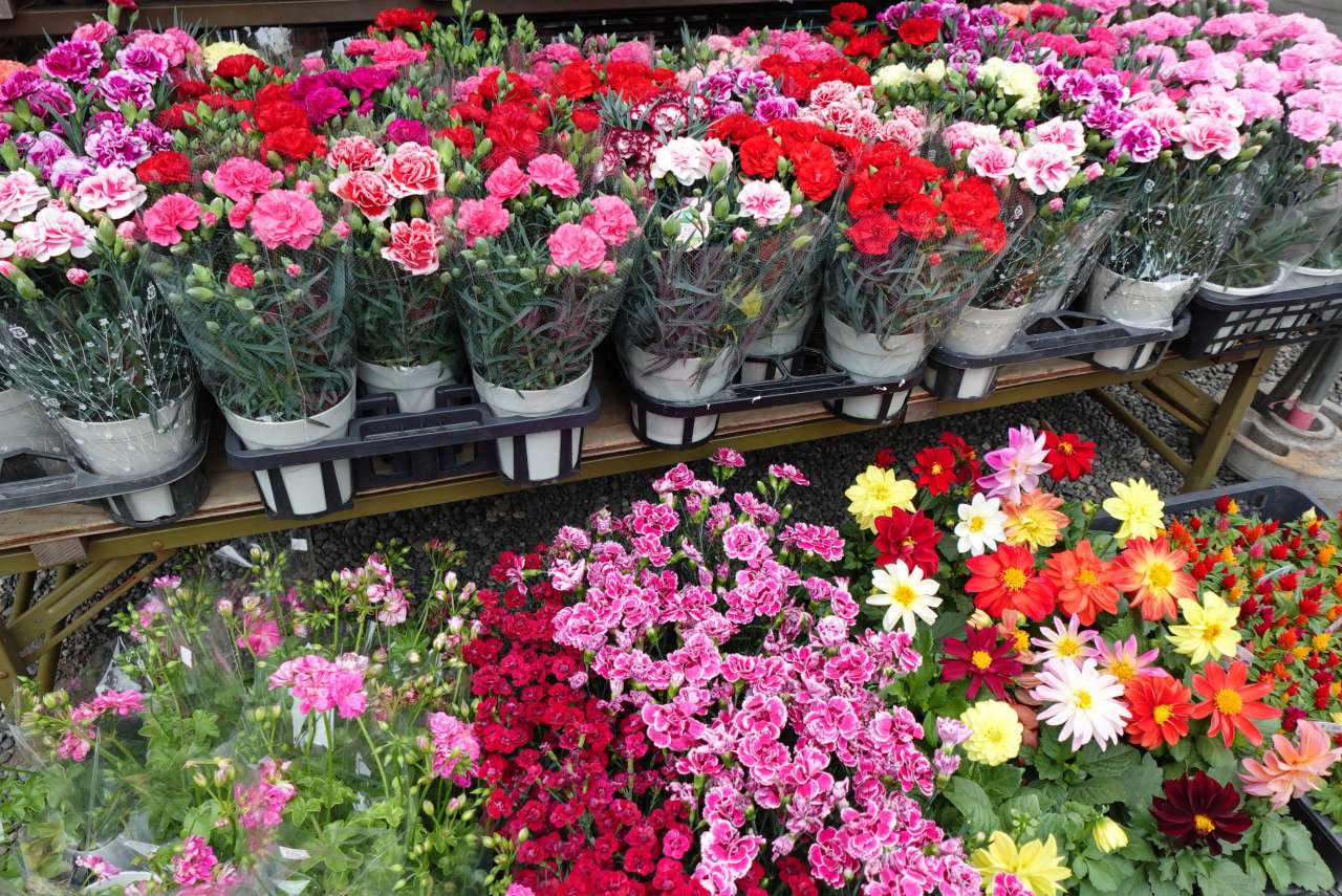 旧古河庭園260429花鉢・苗の販売 (9)