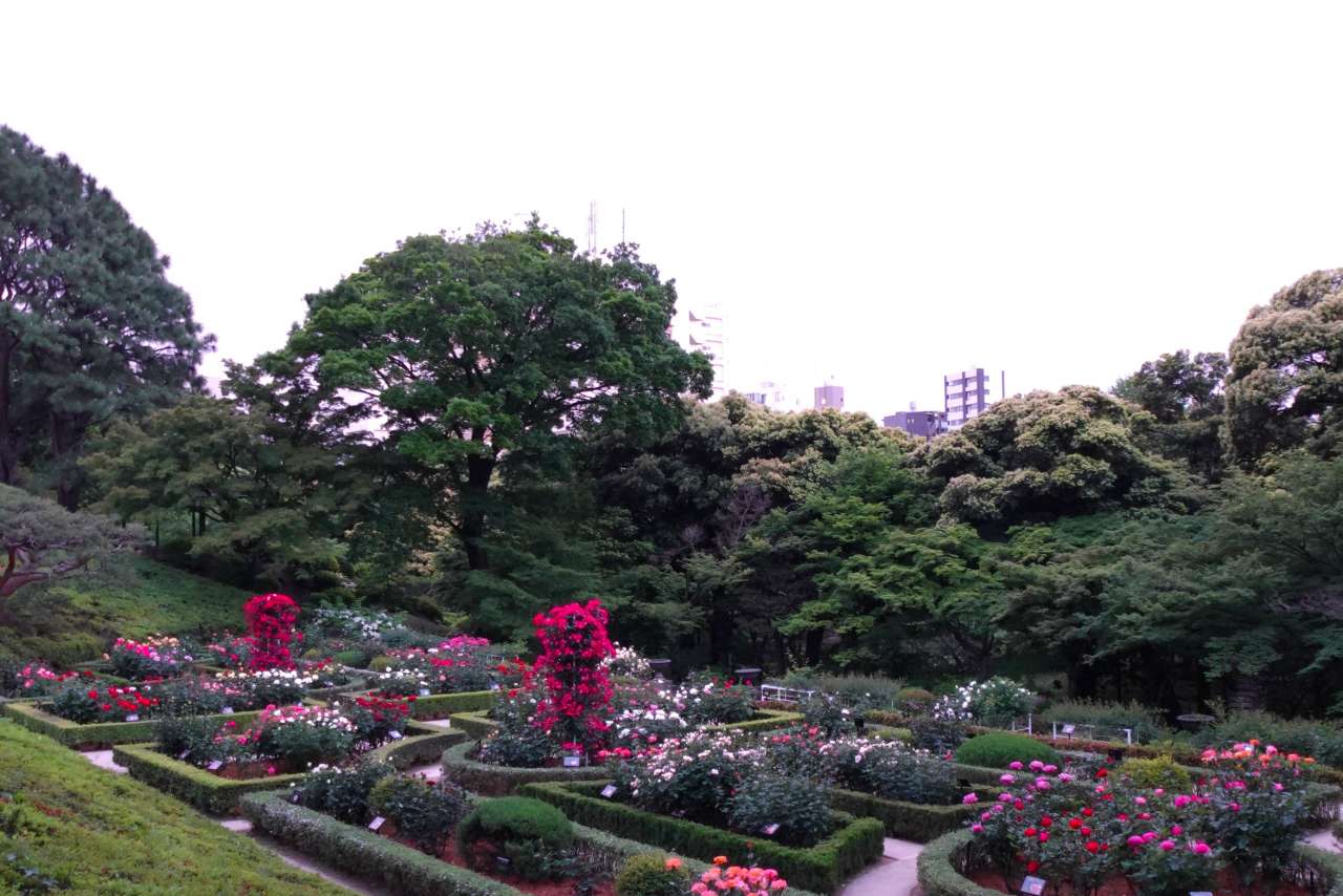 旧古河庭園260506閉園後のバラ園 (16)