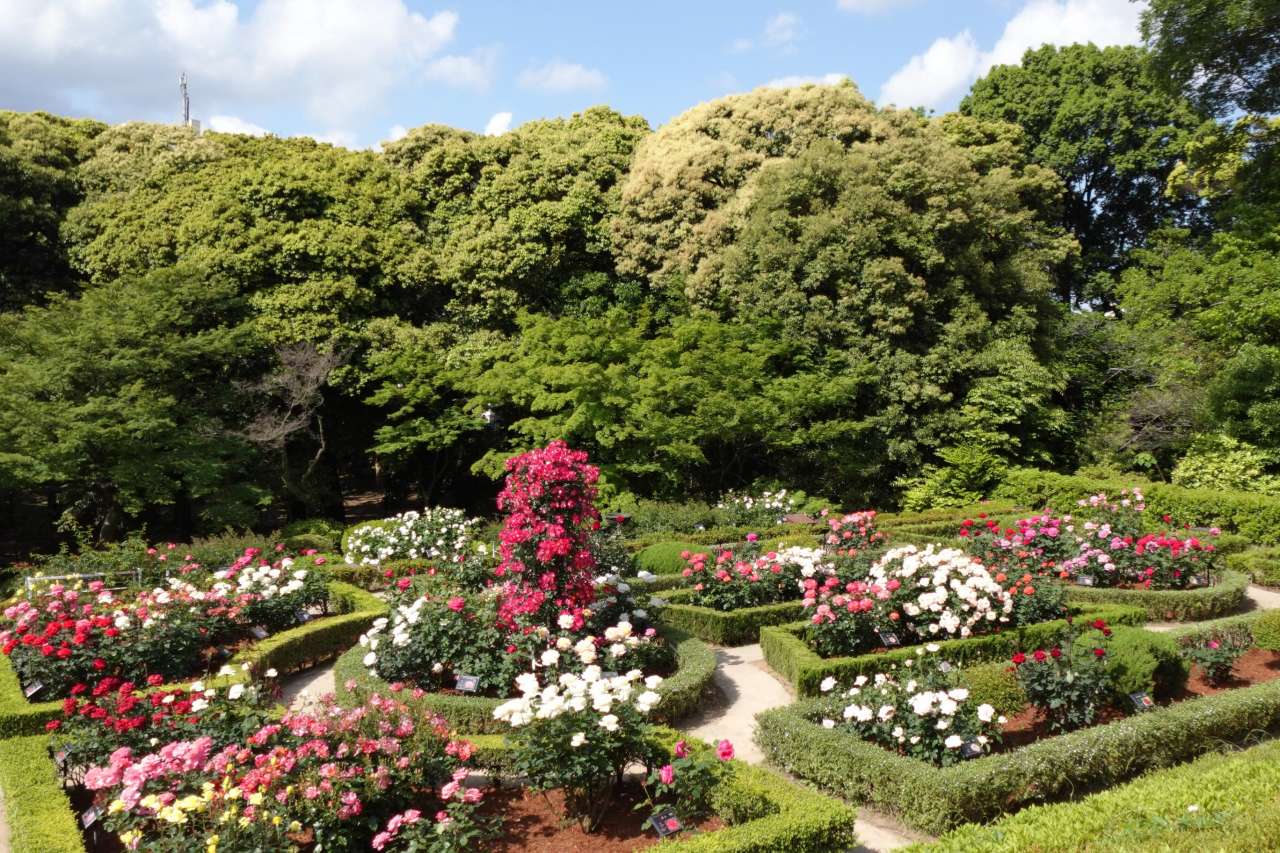 旧古河庭園260511バラ園 (3)