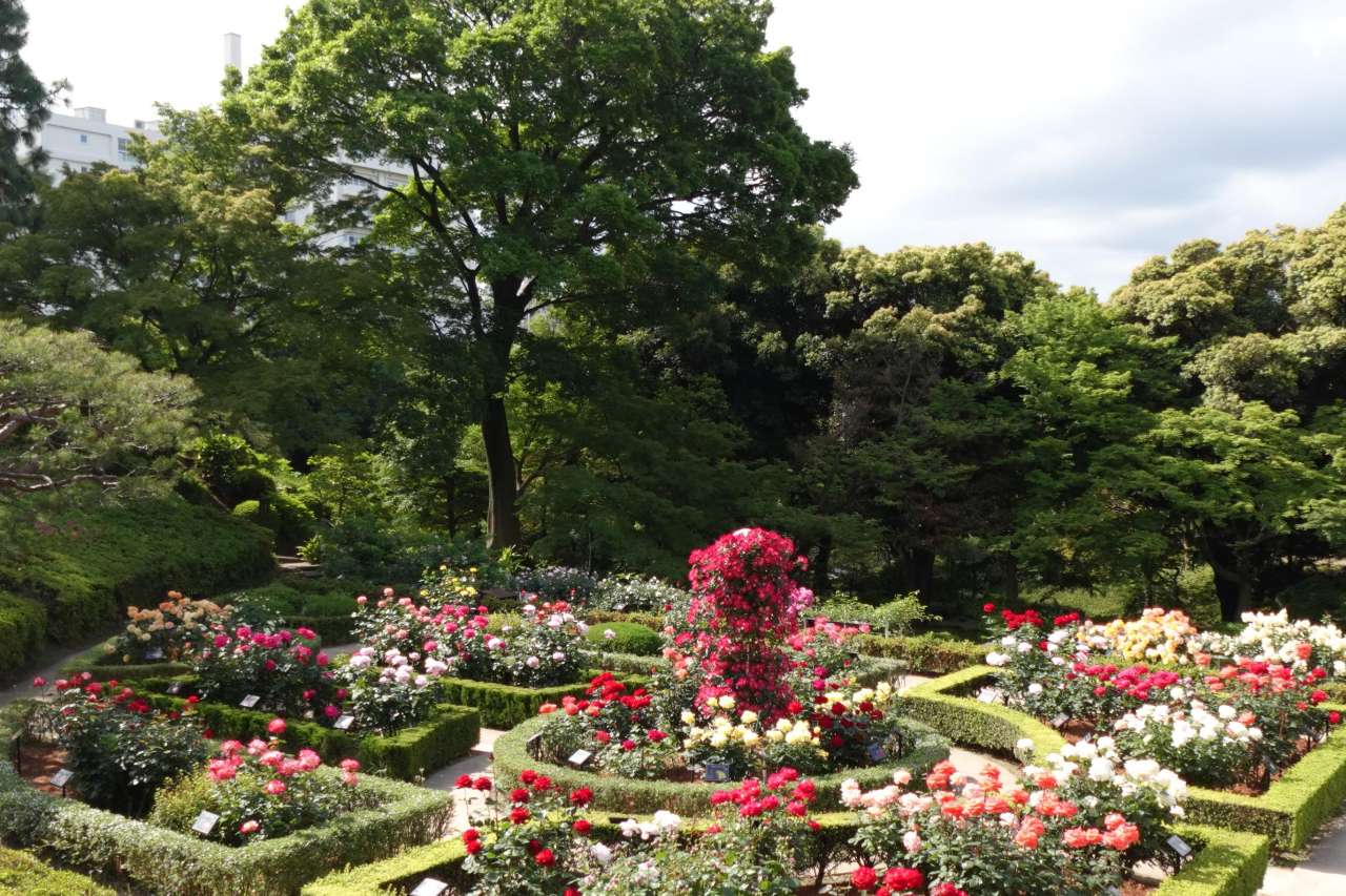 旧古河庭園260511バラ園 (4)