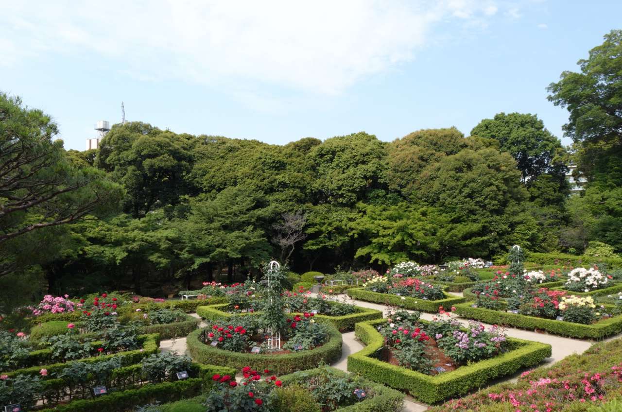旧古河庭園260520バラ園 (1)