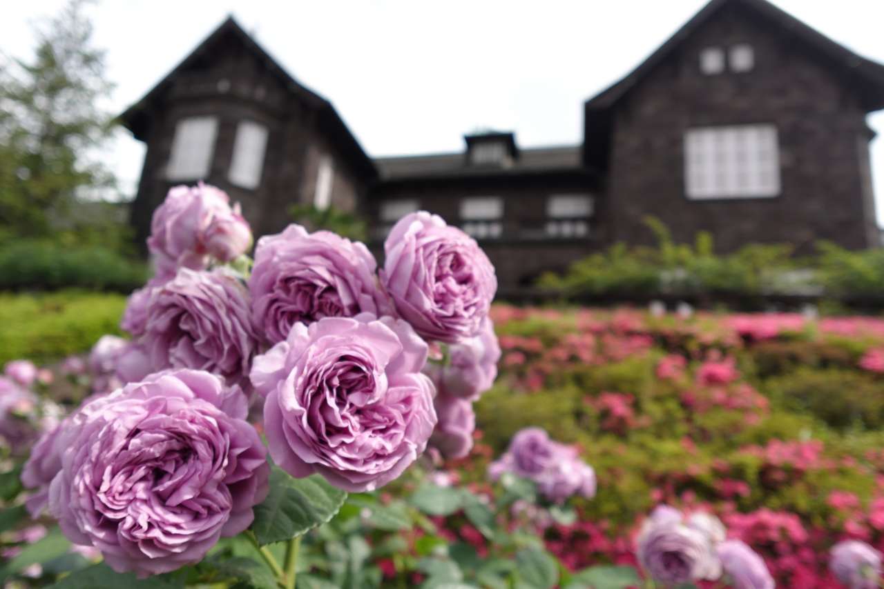 旧古河庭園260526カインダ・ブルー (3)