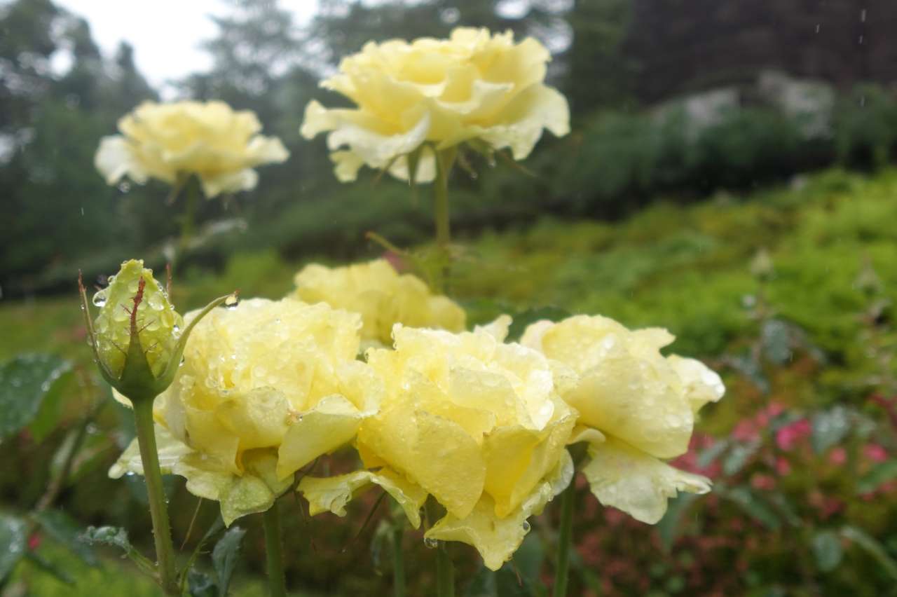 旧古河庭園260608ゴールデン・メダイヨン  (3)