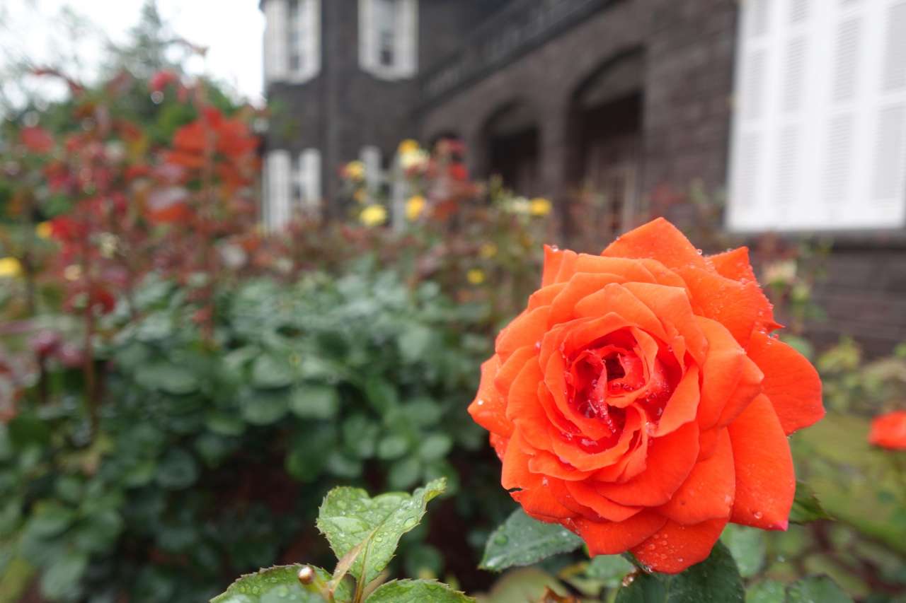 旧古河庭園260618ローラ