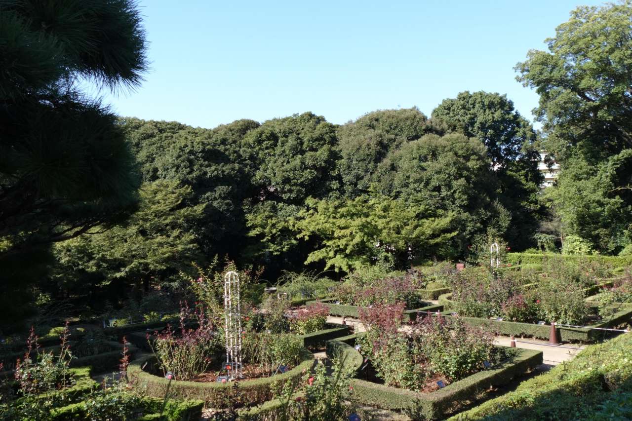 旧古河庭園261008バラ園 (6)