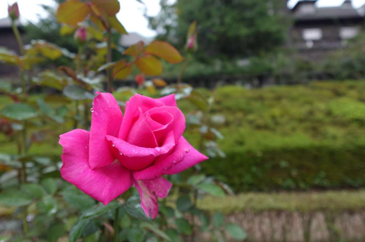 旧古河庭園261014パローレ