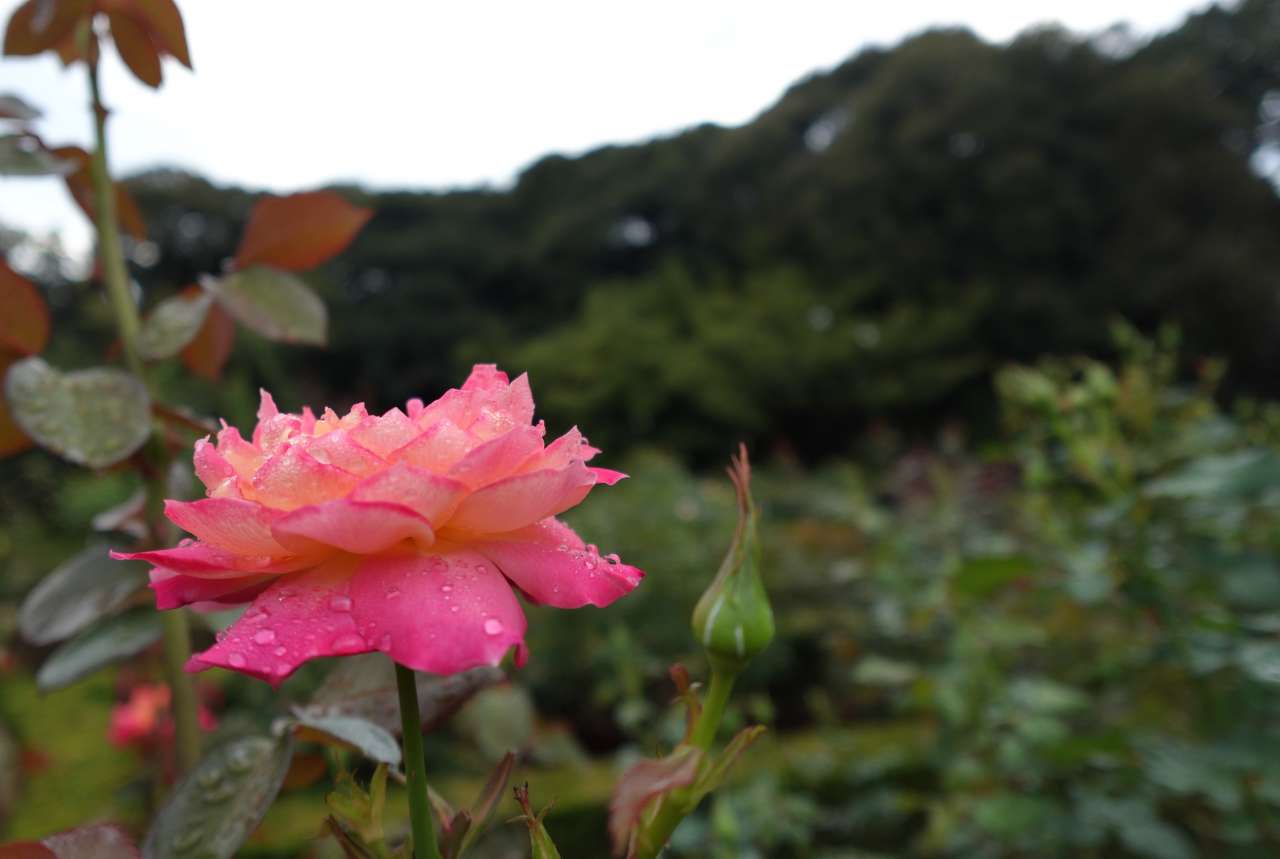 旧古河庭園261014朝雲