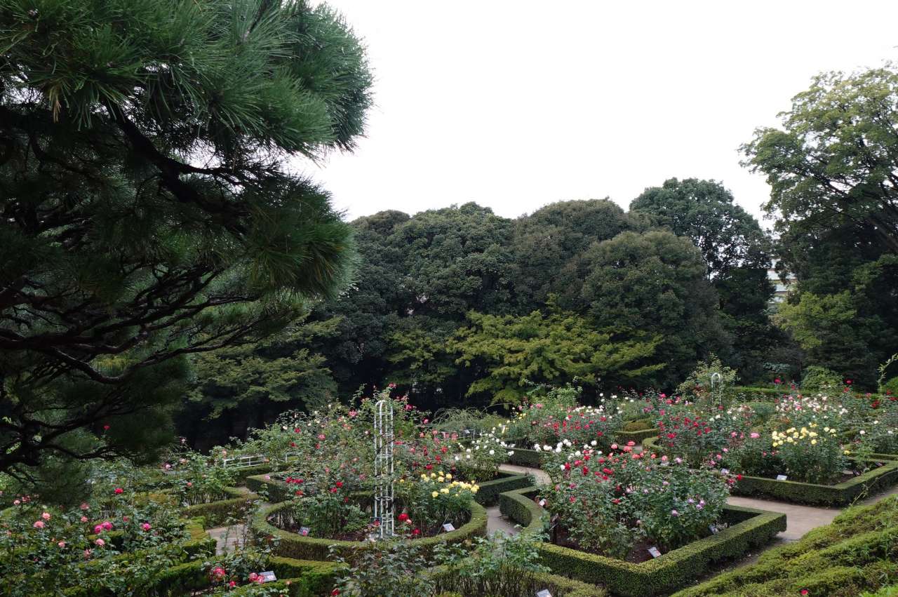 旧古河庭園261030バラ園 (8)