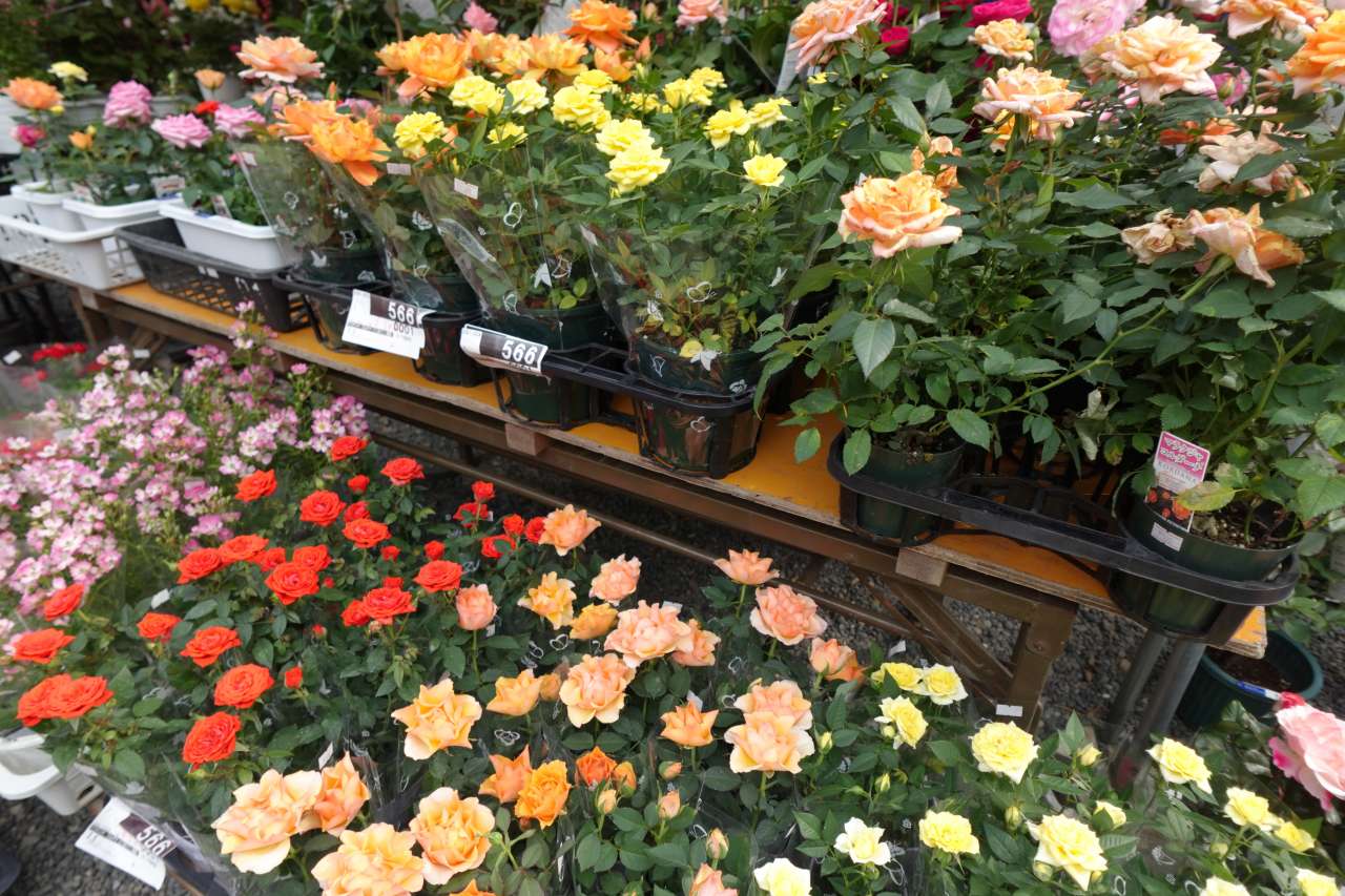 花鉢苗販売
