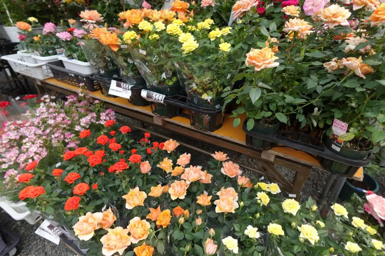 花鉢・苗の販売④