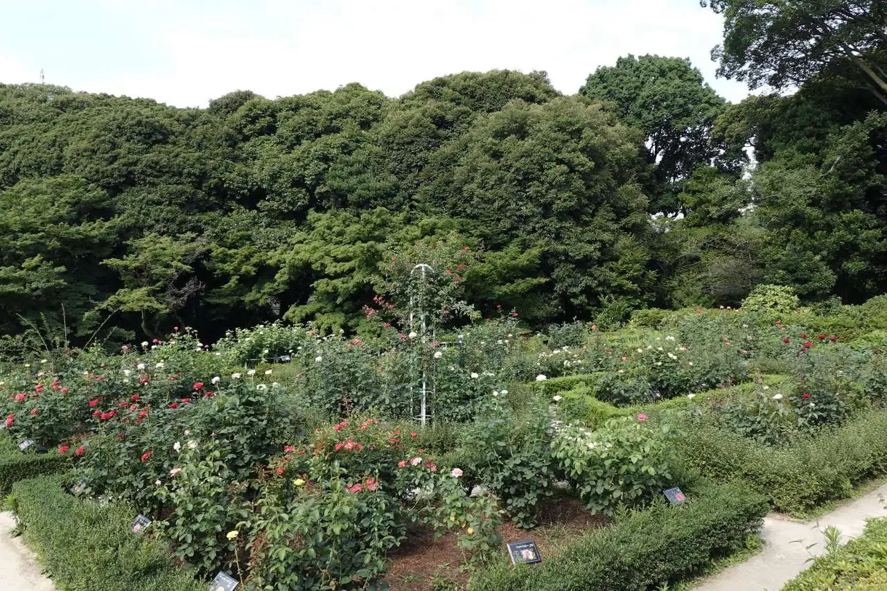 バラ園の様子（上段より・6月30日撮影）
