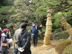 旧古河庭園230219親方と歩こう②(16)-thumb-240xauto-111307