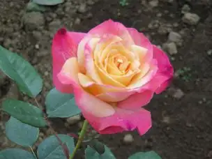 旧古河庭園220505アブラカダブラ(3)_04