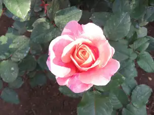 旧古河庭園220508ディスタント・ドラムス(1)_04