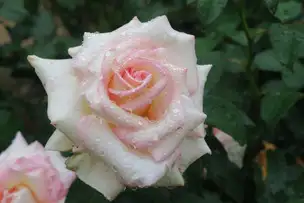 旧古河庭園220513初恋(2)_02