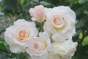 旧古河庭園220513フレンチレース(1)_03