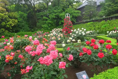 旧古河庭園220513バラ園(9)_05