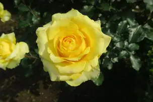 旧古河庭園220518ゴールデン・メダイヨン(1)_03