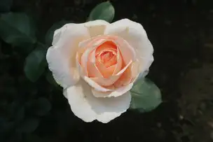旧古河庭園220520アンドレ・ル・ノートル(1)_04