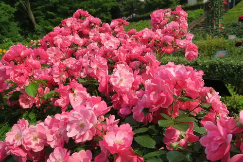 旧古河庭園220520アンジェラ(1)_05