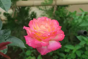 旧古河庭園220608朝雲(1)_01
