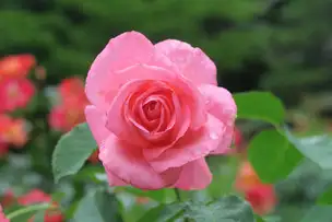 旧古河庭園220608芳純(1)_04