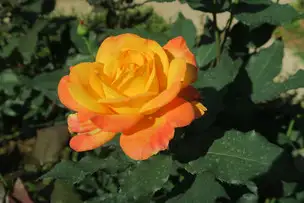 旧古河庭園220613リオ・サンバ(1)_02