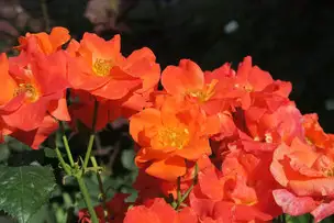 旧古河庭園220613プリンセス・ミチコ(1)_03