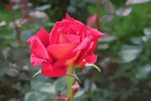 旧古河庭園220613クレオパトラ(1)_04