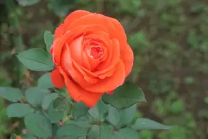 旧古河庭園221028ローラ(1)_01