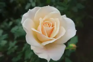 旧古河庭園221028フレンチレース(1)_02