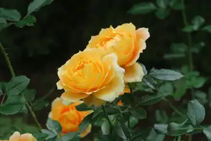 旧古河庭園221028万葉(2)_04