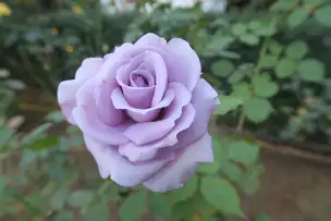 旧古河庭園221104わたらせ(1)_01